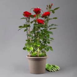 Beetrose 'Westpoint'®, Blutorange, Doppelbogen, Topf 10 Liter -Garten Sicht Verkäufe 0460850981 rose westpoint premium doppelbogen 3 t 125106