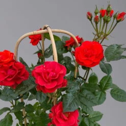 Beetrose 'Westpoint'®, Blutorange, Doppelbogen, Topf 10 Liter -Garten Sicht Verkäufe 0460850981 rose westpoint premium doppelbogen 3 125107