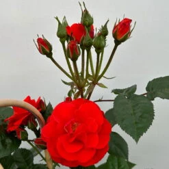 Beetrose 'Westpoint'®, Blutorange, Doppelbogen, Topf 10 Liter -Garten Sicht Verkäufe 0460850981 rose westpoint premium doppelbogen 4 124619