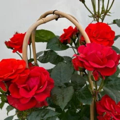 Beetrose 'Westpoint'®, Blutorange, Doppelbogen, Topf 10 Liter -Garten Sicht Verkäufe 0460850981 rose westpoint premium doppelbogen 5 124618