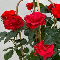 Beetrose 'Westpoint'®, Blutorange, Doppelbogen, Topf 10 Liter -Garten Sicht Verkäufe 0460850981 rose westpoint premium doppelbogen 6 124620