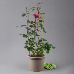 Duftende Edelrose "Käthchen Von Heilbronn"®, Doppelbogen, Topf 7,5 Liter -Garten Sicht Verkäufe 0460851079 rose kaetchen von heilbronn premium doppelbogen 3 t 125109