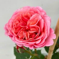 Duftende Edelrose "Käthchen Von Heilbronn"®, Doppelbogen, Topf 7,5 Liter -Garten Sicht Verkäufe 0460851079 rose kaetchen von heilbronn premium doppelbogen 4 124621