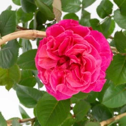 Duftende Edelrose 'Kölle's Rosensymphonie'®, Pink, Doppelbogen, Topf 7,5 Liter -Garten Sicht Verkäufe 0460851080 koelles rosensymphonie 2 124811