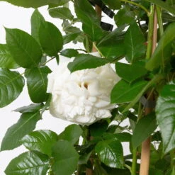 Duftende Beetrose 'Die Rose Ihrer Majestät'® (Beainesza), Weiss, Topf 7,5 Liter -Garten Sicht Verkäufe 0460851082 die rose ihrer majestaet 2 124813