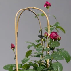 Duftende Edelrose 'Laudatio'®, Purpur-pinkviolett, Doppelbogen, Topf 10 Liter -Garten Sicht Verkäufe 0460851090 rose laudatio all in one doppelbogen 1 124097