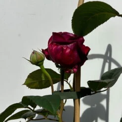 Duftende Edelrose 'Laudatio'®, Purpur-pinkviolett, Doppelbogen, Topf 10 Liter -Garten Sicht Verkäufe 0460851090 rose laudatio all in one doppelbogen 5 123907
