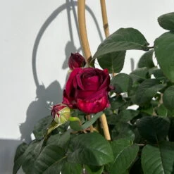Duftende Edelrose 'Laudatio'®, Purpur-pinkviolett, Doppelbogen, Topf 10 Liter -Garten Sicht Verkäufe 0460851090 rose laudatio all in one doppelbogen 6 123906