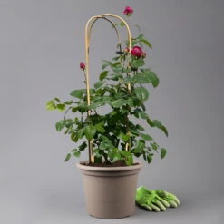 Duftende Edelrose 'Laudatio'®, Purpur-pinkviolett, Doppelbogen, Topf 10 Liter -Garten Sicht Verkäufe 0460851090 rose laudatio all in one doppelbogen 124096