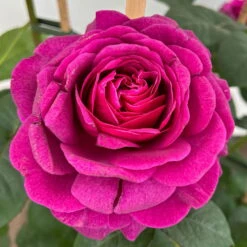 Duftende Edelrose 'Laudatio'®, Purpur-pinkviolett, Doppelbogen, Topf 10 Liter -Garten Sicht Verkäufe 0460851090 rose laudatio all in one premium doppelbogen 3 124623