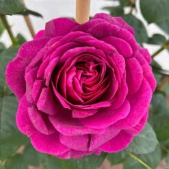 Duftende Edelrose 'Laudatio'®, Purpur-pinkviolett, Doppelbogen, Topf 10 Liter -Garten Sicht Verkäufe 0460851090 rose laudatio all in one premium doppelbogen 4 124622