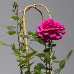 Duftende Edelrose 'Bellevue'®, Purpur-rot, Doppelbogen, Topf 7,5 Liter -Garten Sicht Verkäufe 0460851101 rose bellevue doppelbogen 1 124099