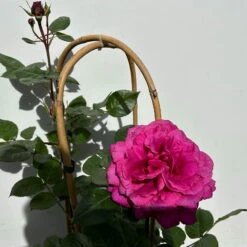 Duftende Edelrose 'Bellevue'®, Purpur-rot, Doppelbogen, Topf 7,5 Liter -Garten Sicht Verkäufe 0460851101 rose bellevue doppelbogen 4 123909