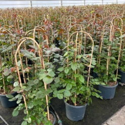 Duftende Edelrose 'Bellevue'®, Purpur-rot, Doppelbogen, Topf 7,5 Liter -Garten Sicht Verkäufe 0460851101 rose bellevue doppelbogen1 124624