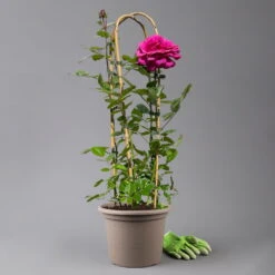 Duftende Edelrose 'Bellevue'®, Purpur-rot, Doppelbogen, Topf 7,5 Liter