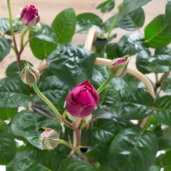 Duftende Edelrose 'Laudatio'®, Purpur-pinkviolett, Doppelbogen, Topf 7,5 Liter -Garten Sicht Verkäufe 0460851102 laudatio 1 124803