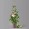 Duftende Edelrose 'Augusta Luise®', Rose-aprikot, Doppelbogen, Topf 7,5 Liter