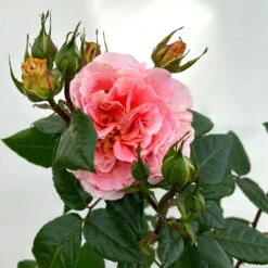 Duftende Edelrose 'Augusta Luise®', Rose-aprikot, Doppelbogen, Topf 7,5 Liter -Garten Sicht Verkäufe 0460851103 rose augusta luise premium doppelbogen 5 124627