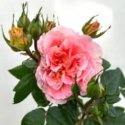 Duftende Edelrose 'Augusta Luise®', Rose-aprikot, Doppelbogen, Topf 7,5 Liter -Garten Sicht Verkäufe 0460851103 rose augusta luise premium doppelbogen 6 124626