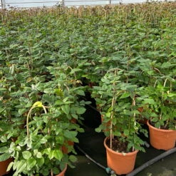 Duftende Edelrose 'Augusta Luise®', Rose-aprikot, Doppelbogen, Topf 7,5 Liter -Garten Sicht Verkäufe 0460851103 rose augusta luise premium doppelbogen 8 124625