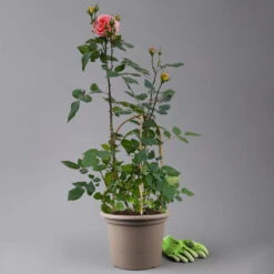 Duftende Edelrose 'Augusta Luise®', Rose-aprikot, Doppelbogen, Topf 7,5 Liter -Garten Sicht Verkäufe 0460851103 rose augusta luise premium doppelbogen t 125116