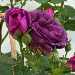 Duftende Beetrose 'Minerva®', Violett, Doppelbogen, Topf 10 Liter -Garten Sicht Verkäufe 0460851125 rose minerva premium doppelbogen 4 124629
