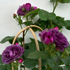 Duftende Beetrose 'Minerva®', Violett, Doppelbogen, Topf 10 Liter -Garten Sicht Verkäufe 0460851125 rose minerva premium doppelbogen 5 124628