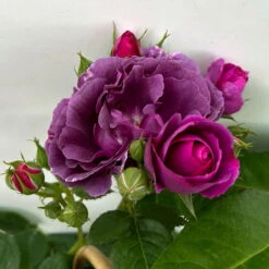 Duftende Beetrose 'Minerva®', Violett, Doppelbogen, Topf 10 Liter -Garten Sicht Verkäufe 0460851125 rose minerva premium doppelbogen 6 124631