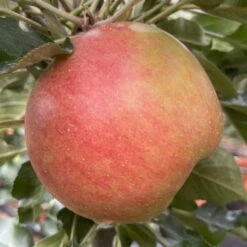 Kölle Bio Säulenapfel 'Rhapsodie'Ⓢ, Unterlage MM 111, Topf 10 Liter -Garten Sicht Verkäufe 0480650016 KB Rhapsodie Saeulenapfel 2 115630