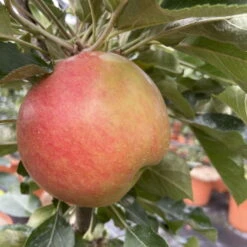 Kölle Bio Säulenapfel 'Rhapsodie'Ⓢ, Unterlage MM 111, Topf 10 Liter -Garten Sicht Verkäufe 0480650016 KB Rhapsodie Saeulenapfel 3 115629