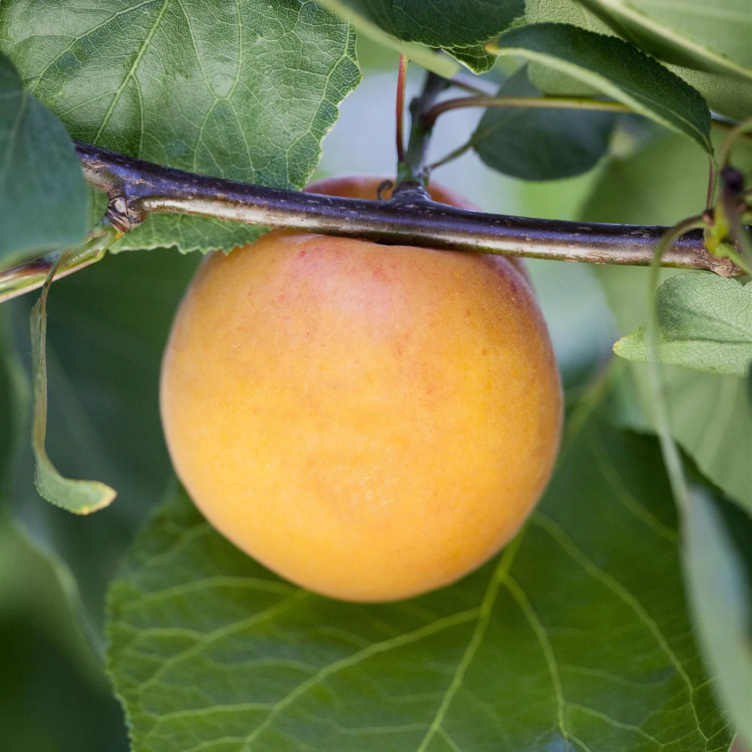 Kölle Bio Säulenaprikose 'Armi Col'®, Topf 10 Liter 1 Kölle Bio Säulenaprikose 'Armi Col'®, Topf 10 Liter