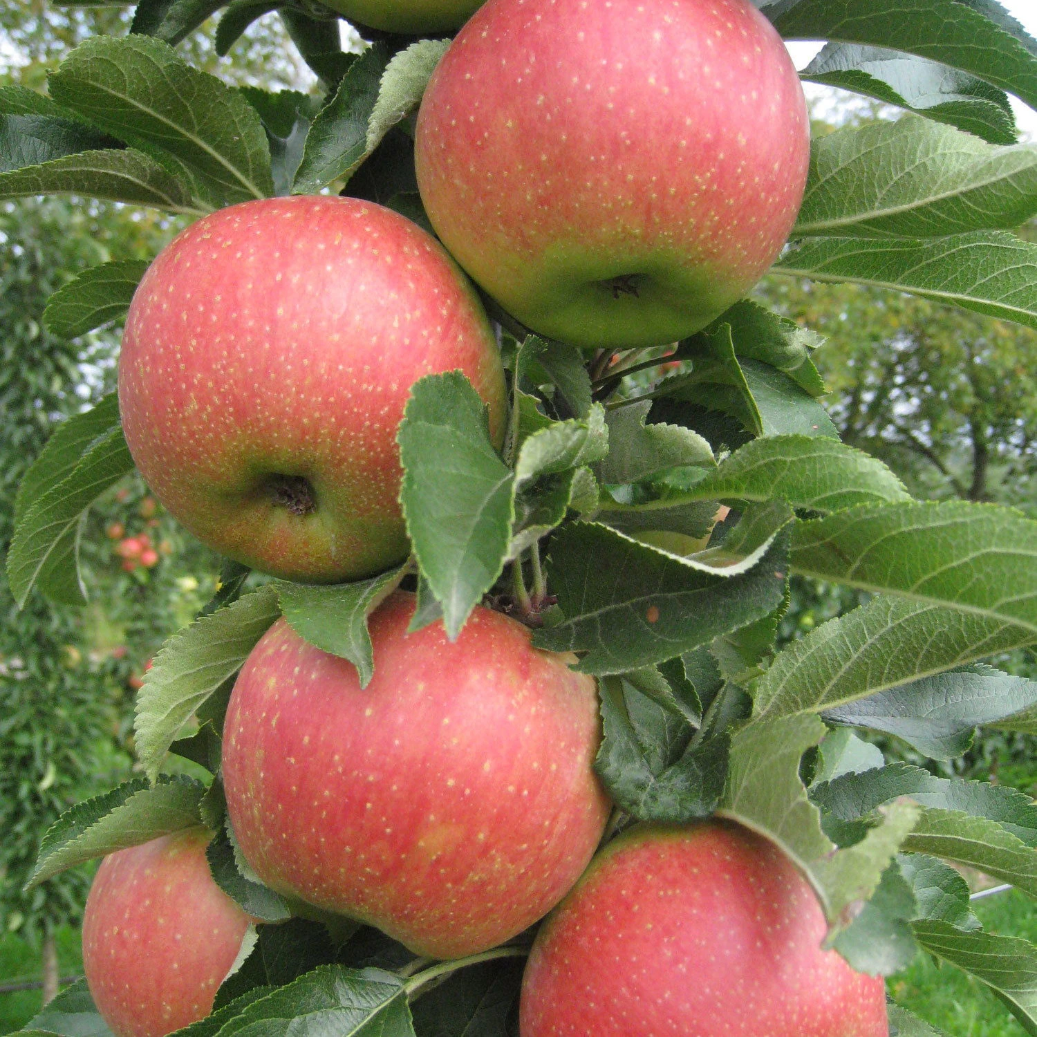 Kölle Bio Säulenapfel 'Jucunda'Ⓢ, Unterlage MM 111, Topf 10 Liter 1 Kölle Bio Säulenapfel 'Jucunda'Ⓢ, Unterlage MM 111, Topf 10 Liter