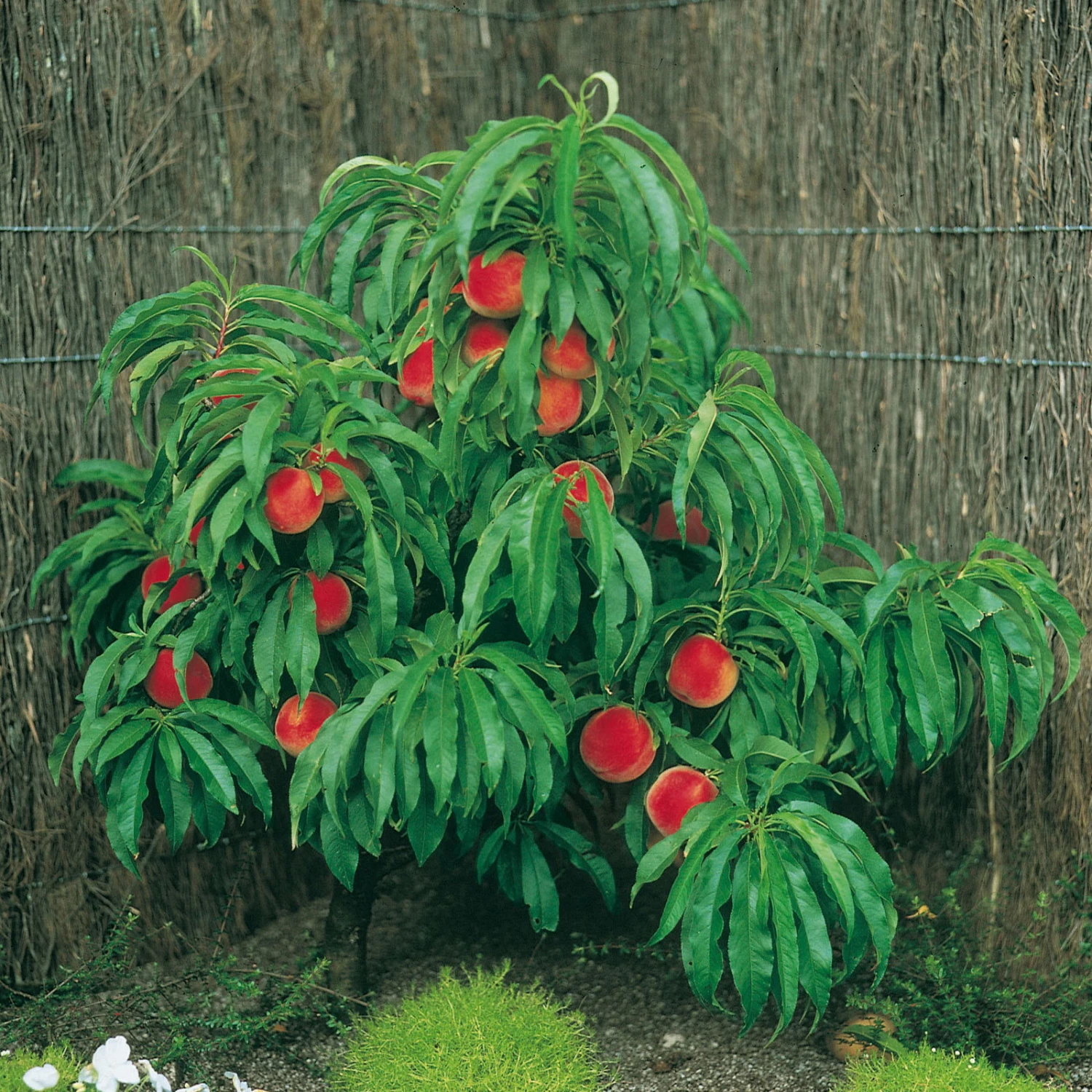 Kölle Bio Zwergpfirsich 'Amber'® Pix ZeeⓈ, Topf 7,5 Liter 2 Kölle Bio Zwergpfirsich 'Amber'® Pix ZeeⓈ, Topf 7,5 Liter – Bild 2