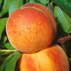 Kölle Bio Zwergpfirsich 'Amber'® Pix ZeeⓈ, Topf 7,5 Liter 10 Kölle Bio Zwergpfirsich 'Amber'® Pix ZeeⓈ, Topf 7,5 Liter -Garten Sicht Verkäufe 0480670029 KB Zwergpfirsich Amber Co 7 5l 49535