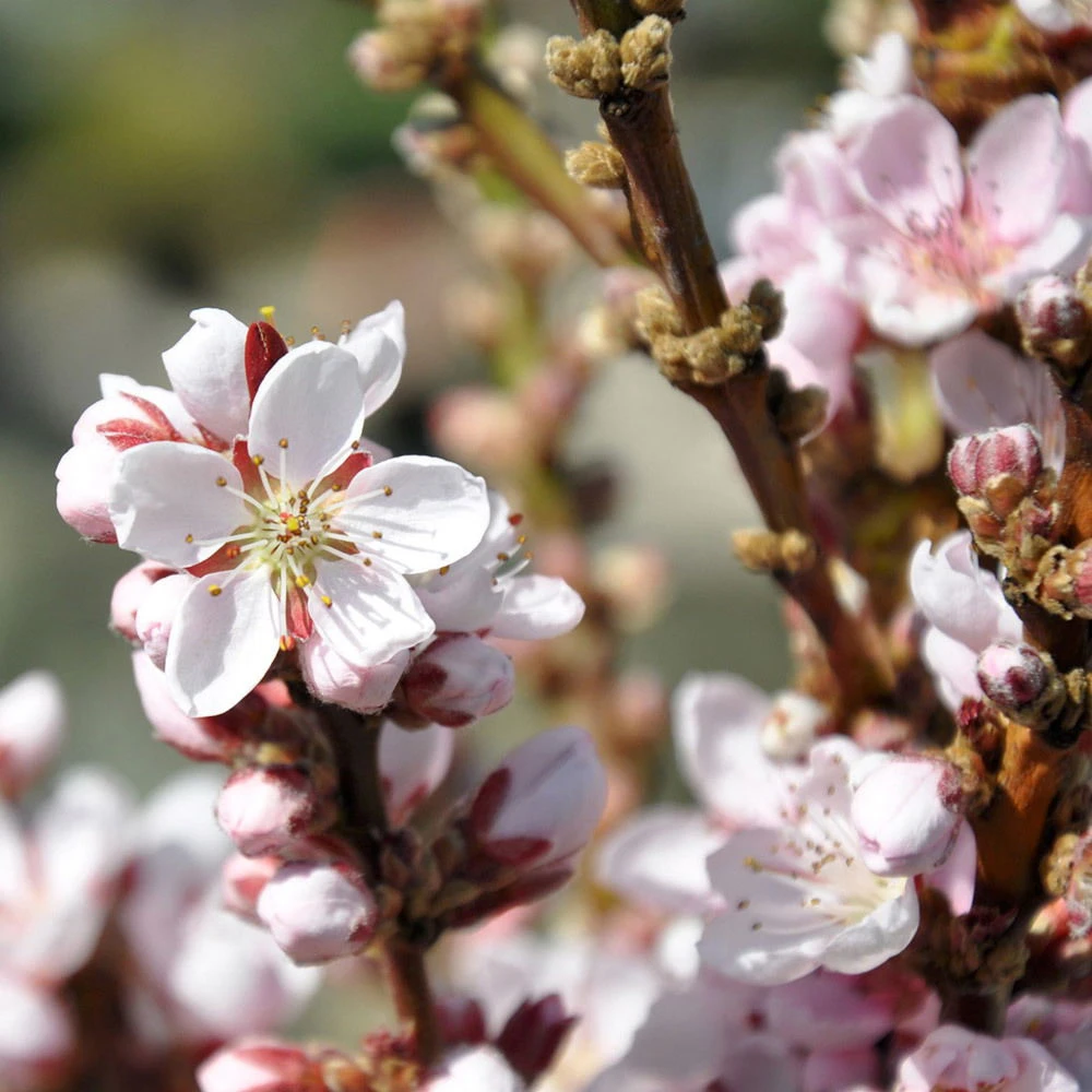 Kölle Bio Zwergpfirsich 'Amber'® Pix ZeeⓈ, Topf 7,5 Liter 4 Kölle Bio Zwergpfirsich 'Amber'® Pix ZeeⓈ, Topf 7,5 Liter – Bild 4