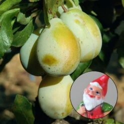 Kölle Bio Zwergreneklode 'Goldust'®, Topf 7,5 Liter