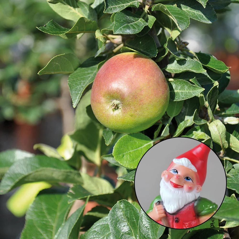 Kölle Bio Zwergapfel 'Sundue'®, Topf 7,5 Liter 1 Kölle Bio Zwergapfel 'Sundue'®, Topf 7,5 Liter