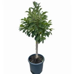 Garten Sicht Verkäufe -Garten Sicht Verkäufe 0480670076 KB Zwergsauerkirsche Cinderella 3 115656