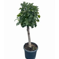 Kölle Bio Zwergsauerkirsche 'Cinderella®', Topf 7,5 Liter -Garten Sicht Verkäufe 0480670076 KB Zwergsauerkirsche Cinderella 6 115657