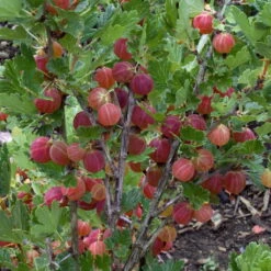 Naschgarten Beeren-Mix, 5er-Set, Höhe 35 Cm, Topf 2 Liter -Garten Sicht Verkäufe 0480800266 Stachelbeeren Set gruen rot Co2lt 75782