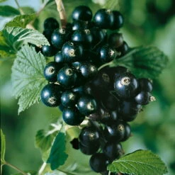 Johannisbeeren 'Rot/Schwarz', 4er-Set, Topf Je 2 Liter -Garten Sicht Verkäufe 0480850430 Johannisbeeren Set ROT SCHWARZ 4er Set2 76462 1