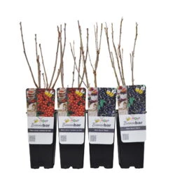 Johannisbeeren 'Rot/Schwarz', 4er-Set, Topf Je 2 Liter -Garten Sicht Verkäufe 0480850430 Johannisbeeren Set ROTSCHWARZ 4er Set Co 2 lt WEB 3 89593