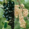Johannisbeeren 'Weiß/Schwarz', 4er-Set, Topf Je 2 Liter