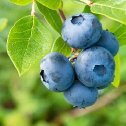 Heidelbeeren 'Reka'® + 'Goldtraube', 4er-Set, Topf Je 2 Liter -Garten Sicht Verkäufe 0480890053 Koelle Heidelbeere Goltraube 040 080 Co 3 4l 49744 3