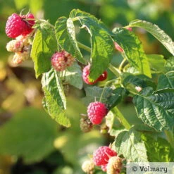 Zwerg-Himbeere Summer Lovers® 'Patio Red', 5 L Topf 9 Zwerg-Himbeere Summer Lovers® 'Patio Red', 5 L Topf -Garten Sicht Verkäufe 0480900167 Summer Lovers Patio Red Sommerhimbeere 1 neu 91947