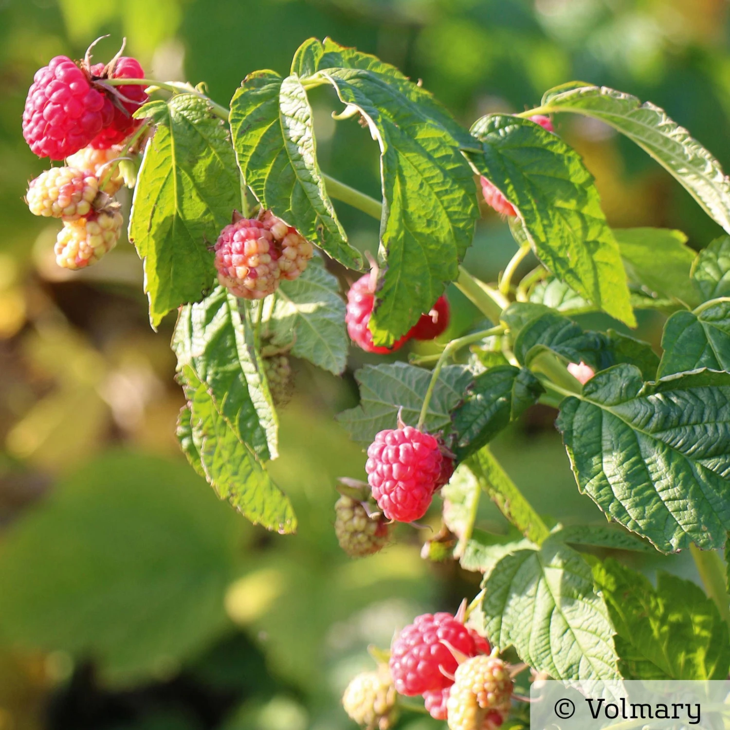 Zwerg-Himbeere Summer Lovers® 'Patio Red', 5 L Topf 3 Zwerg-Himbeere Summer Lovers® 'Patio Red', 5 L Topf – Bild 3