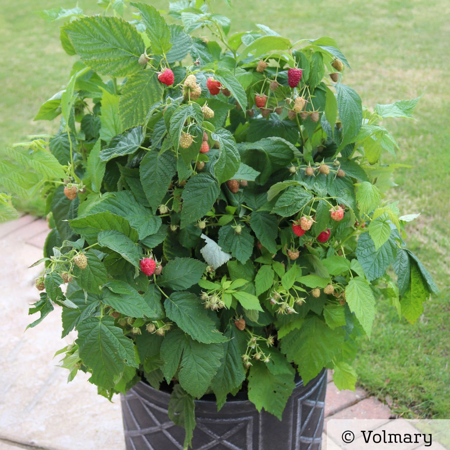 Zwerg-Himbeere Summer Lovers® 'Patio Red', 5 L Topf 2 Zwerg-Himbeere Summer Lovers® 'Patio Red', 5 L Topf – Bild 2