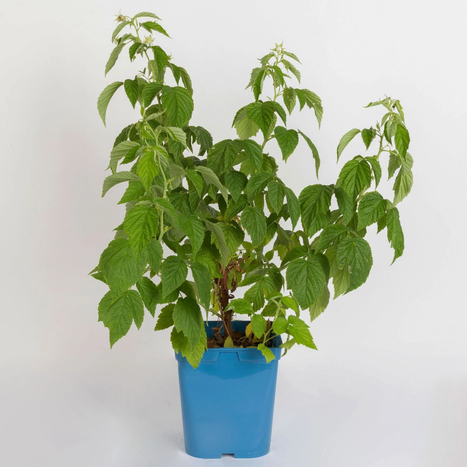 Zwerg-Himbeere Summer Lovers® 'Patio Red', 5 L Topf 1 Zwerg-Himbeere Summer Lovers® 'Patio Red', 5 L Topf