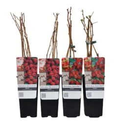 Herbsthimbeeren, Blissy® Autumn Bliss + Zefa 3, 4er-Set, Topf Je 2 Liter -Garten Sicht Verkäufe 0480900186 Herbst Himbeeren Autumn BlissZefa 3 Co 2 lt WEB 4 89610