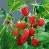 Sommer-/Herbsthimbeeren, 4er-Set, Höhe 35 Cm, Topf 2 Liter